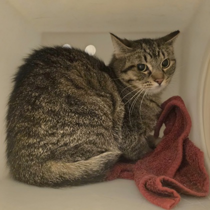 Rufus D. Katz-Working Cat