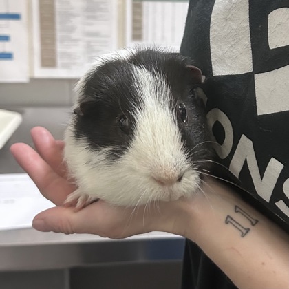 Oreo