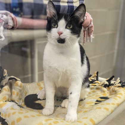 Dirt Pie-Volunteer Pick!