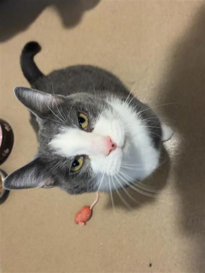 Willow