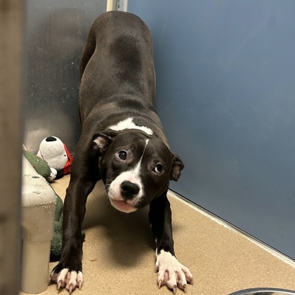 Doggie Parton - Benchwarmer!