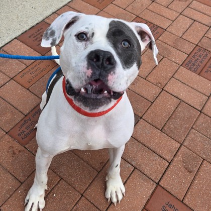 Alfalfa - Benchwarmer!