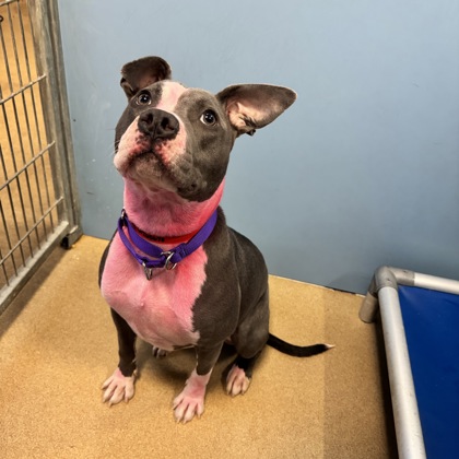Missy