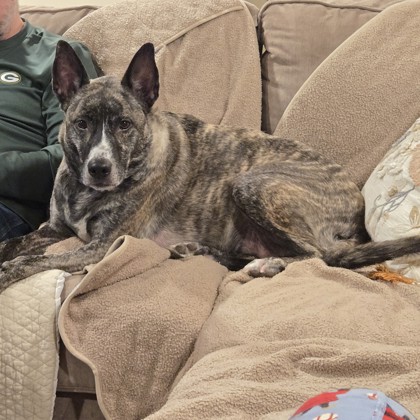 Remy - Staff Pick & Benchwarmer!