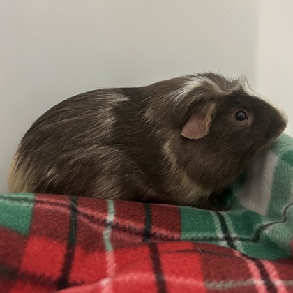 Biscuit