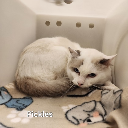 Pickles