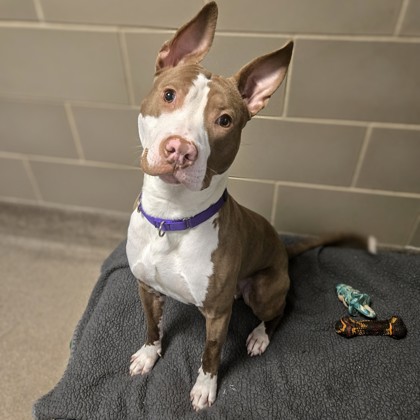 Ludacris - Benchwarmer!