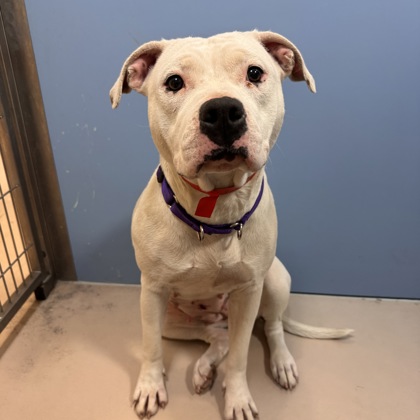 Pinky - Staff Pick!-Benchwarmer!