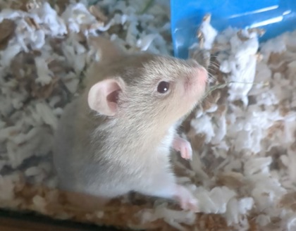 Leffa