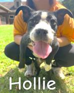 Hollie