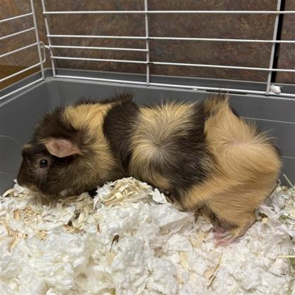 Gideon
