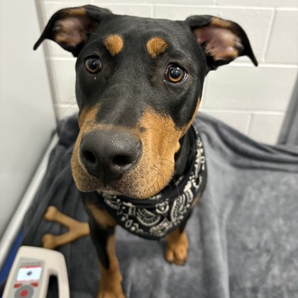 Nyla