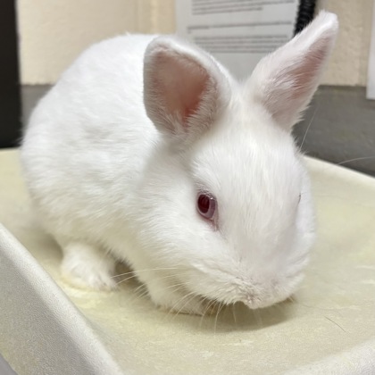 Snowball