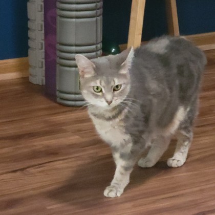 Alice -Video- Required Couple