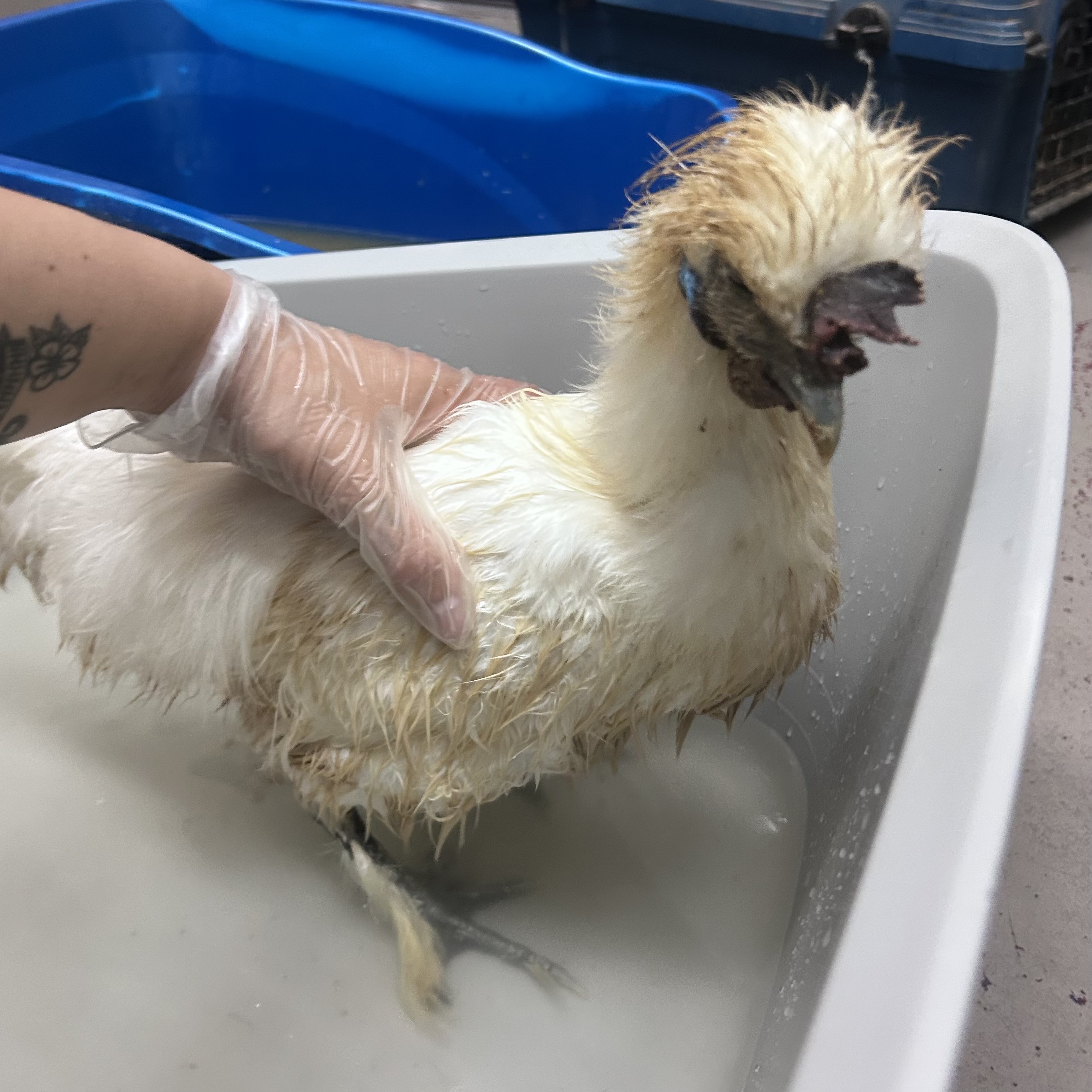 "Cluckingham"