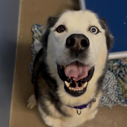 Kenai