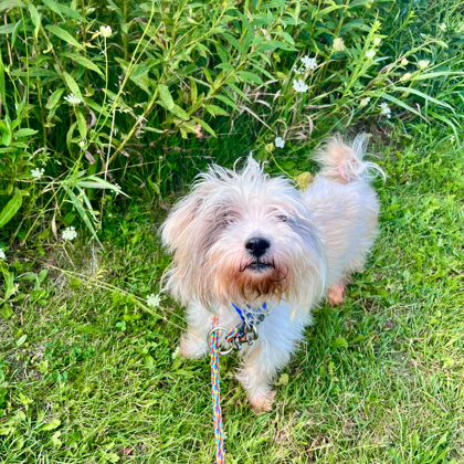 Coco