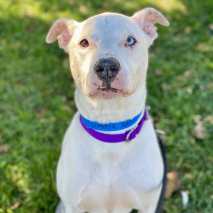Apollo
