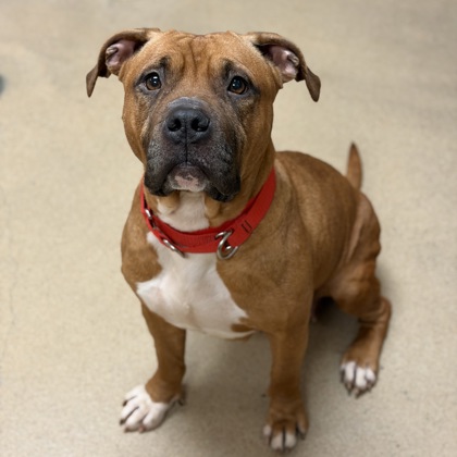 Nyrobie - Staff Pick & Benchwarmer!