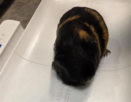 Luna Required Couple with Coco