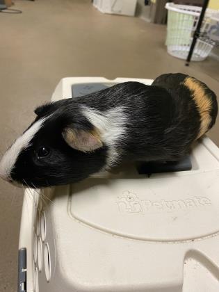 "Neapolitan"