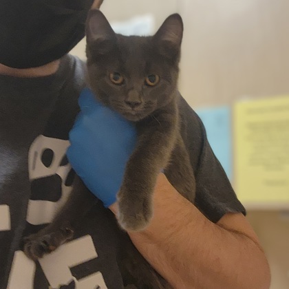 "Gretel" - Adoption Hold