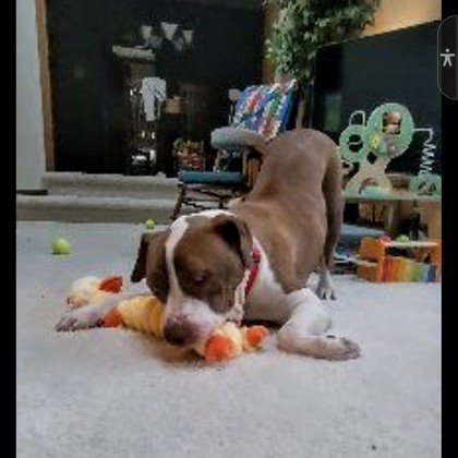 Bella - Video & Volunteer Pick!