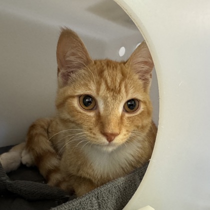 Garfield