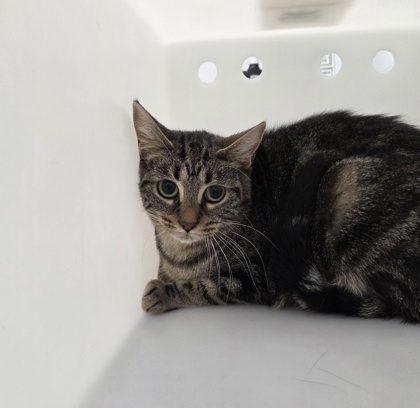 "Daphne" - Adoption Hold!