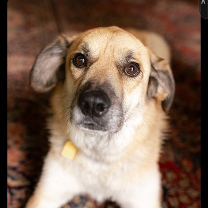 Ranger - Video & Volunteer Pick!