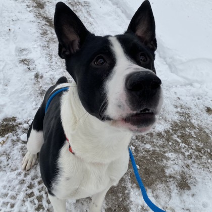 Moo Moo - Benchwarmer!