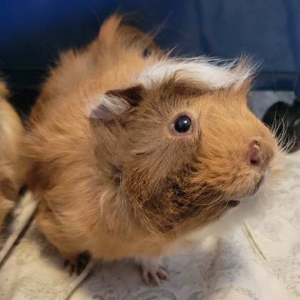 Sonny - Required Couple