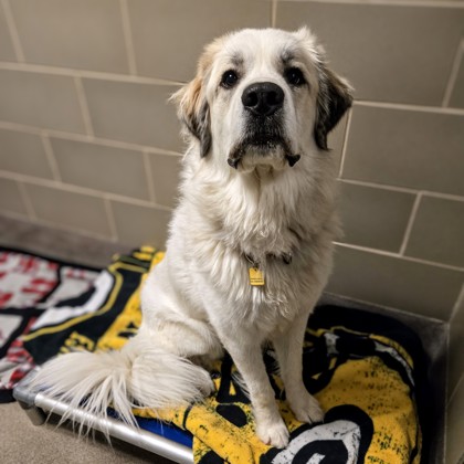 Nala - Volunteer Pick!