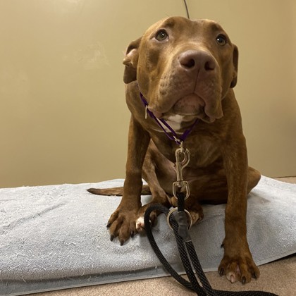 "Sequoia"- Adoption Hold!