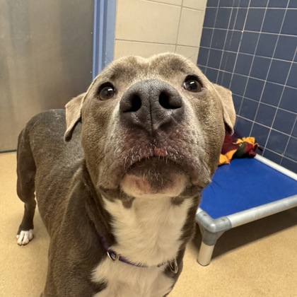 Fat Daddy - Video & Benchwarmer!