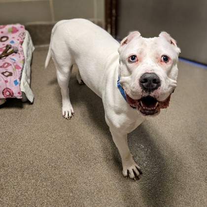 Xena - Video, Staff Pick & Benchwarmer!