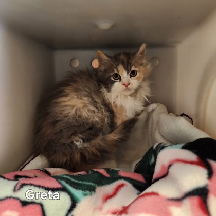 "Greta"