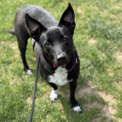 Pepper