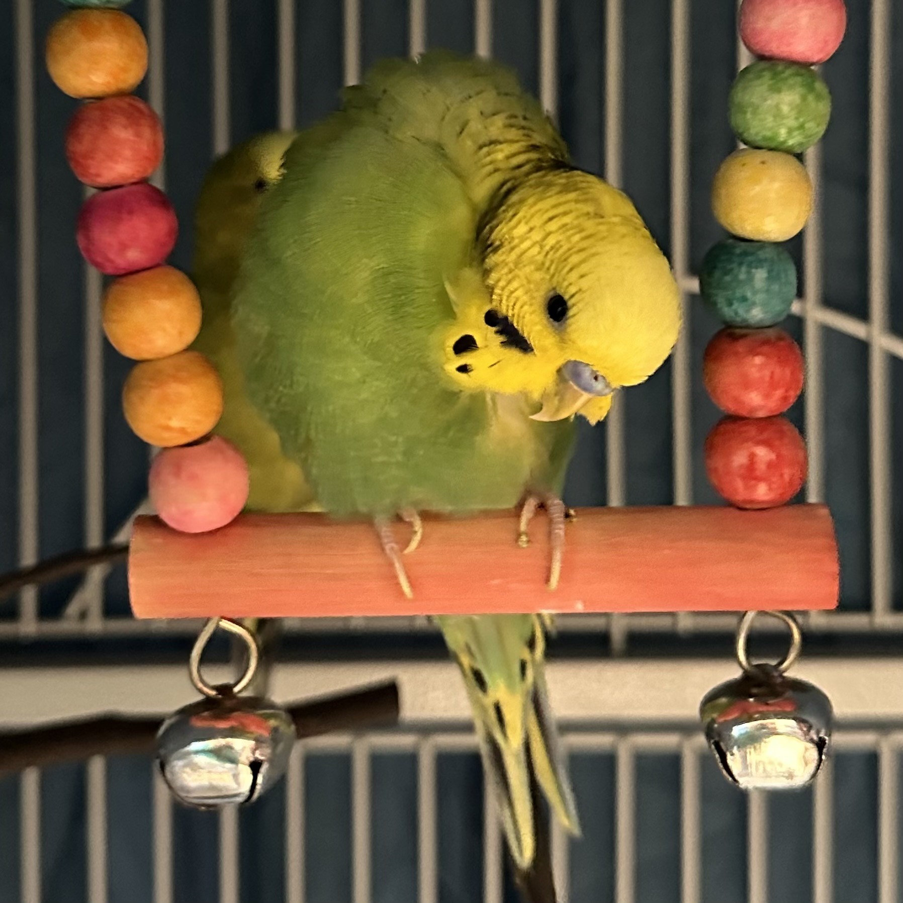 Basil
