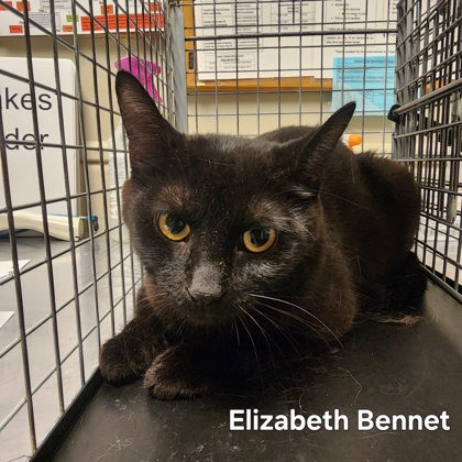 Elizabeth Bennet