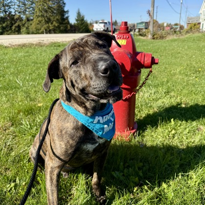Axel