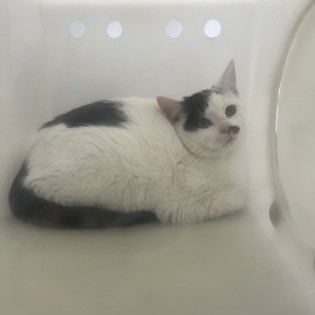 Chowder - Working Cat!