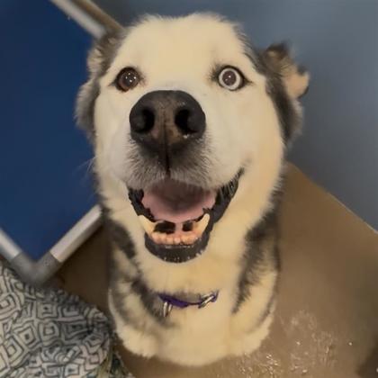 Kenai