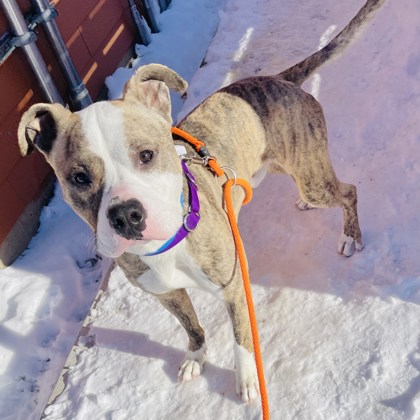 Howie - Benchwarmer!