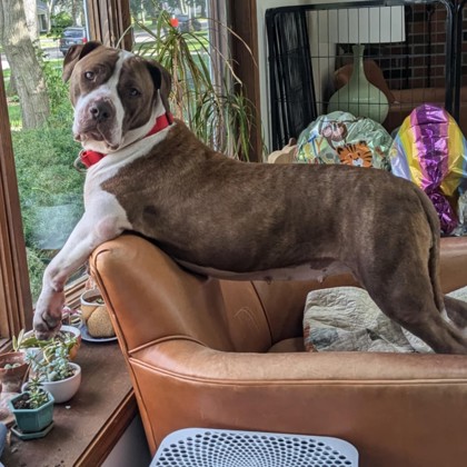 Bella - Video & Volunteer Pick!