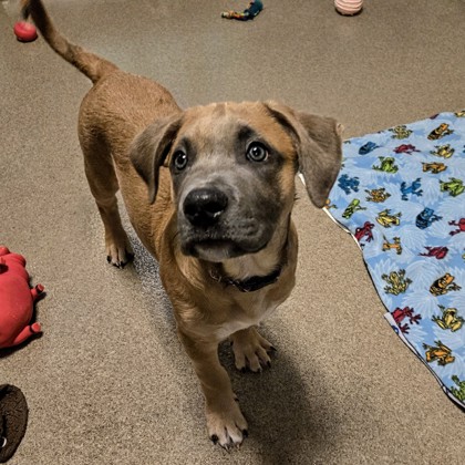 Denver - Available Fri. Apr. 3 @ 12pm