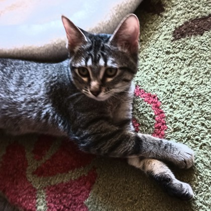 Baby Grey