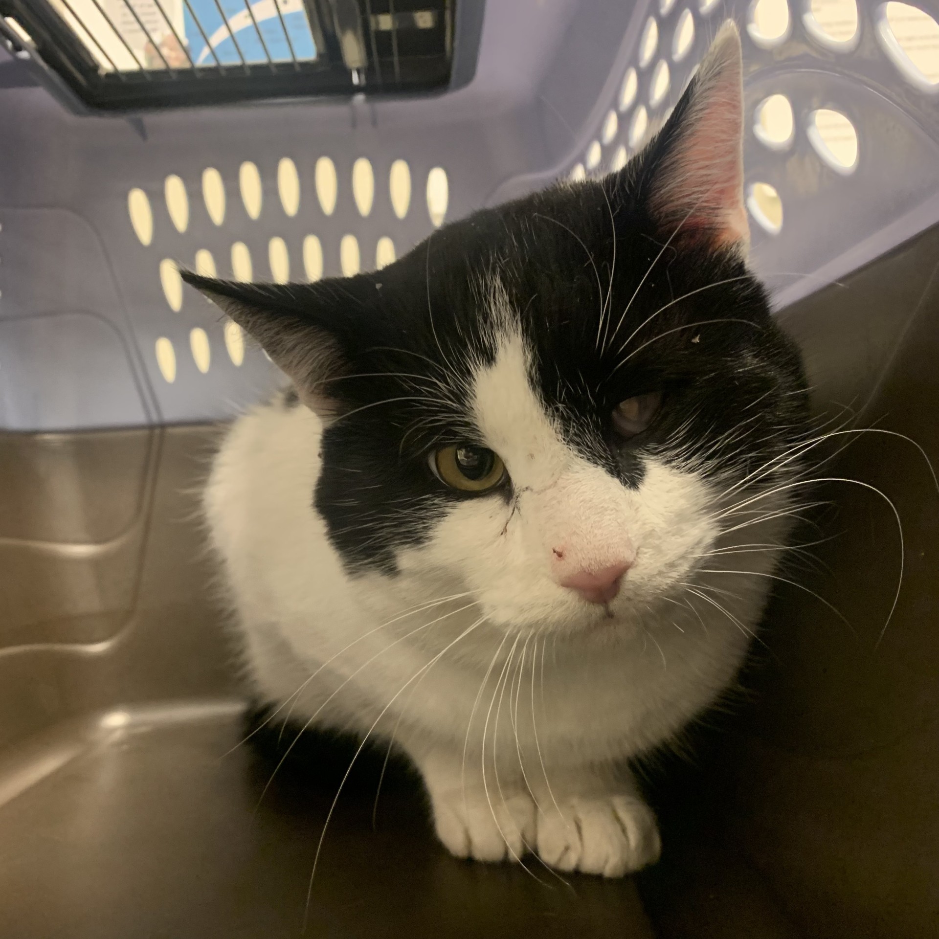 "Henry"-Adoption Hold!