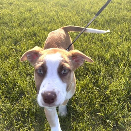 Daisy