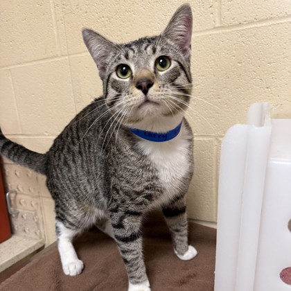 "Lanky Larry" - Adoption hold!